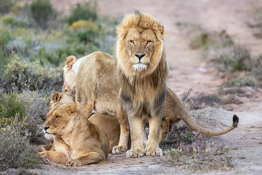 Safari y tour panorámico de 4 días - Ciudad del Cabo a la Ruta Jardín