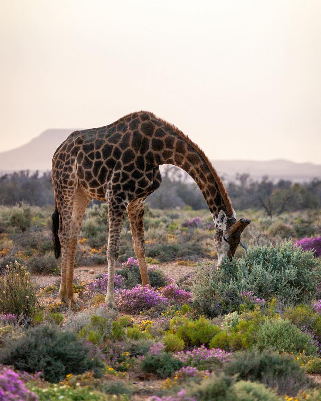Safari de 3 Días Big Five y Cheetah Run – Inverdoorn