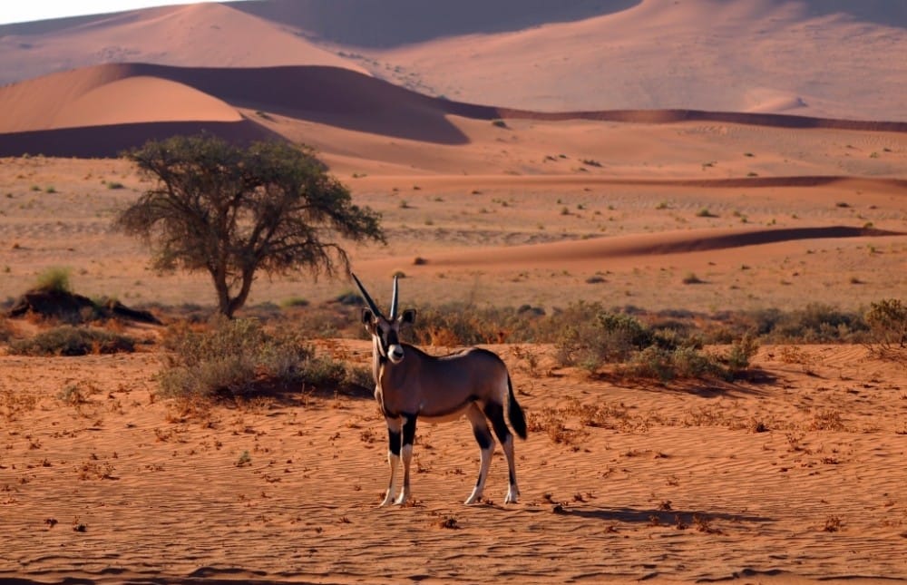 Tour de 7 días por lo más destacado de Namibia: dunas, costa y safari