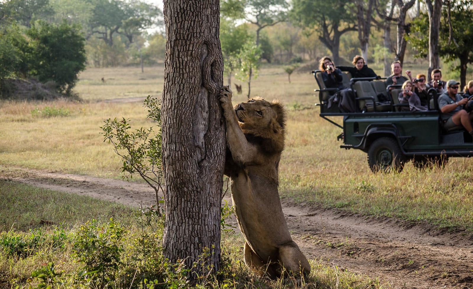 Safari Big Five Kruger de 6 días desde Johannesburgo
