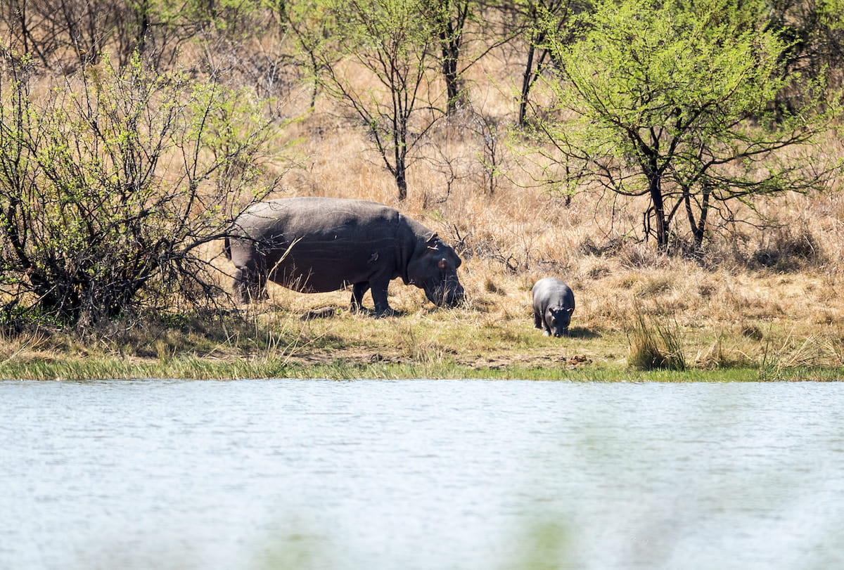 Safari de 10 días en Kruger, las cataratas Victoria y Ciudad del Cabo