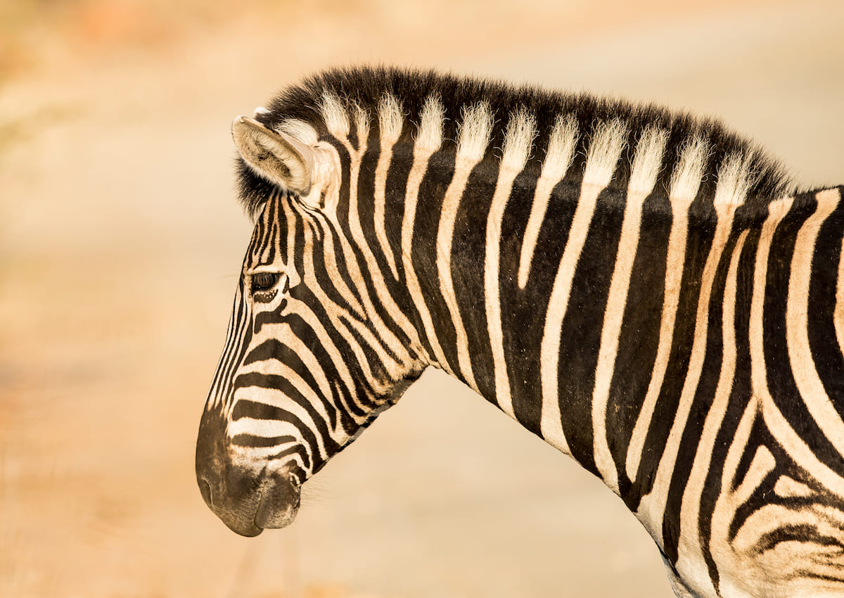 Safari de lujo y aventura panorámica de 5 días en Kruger