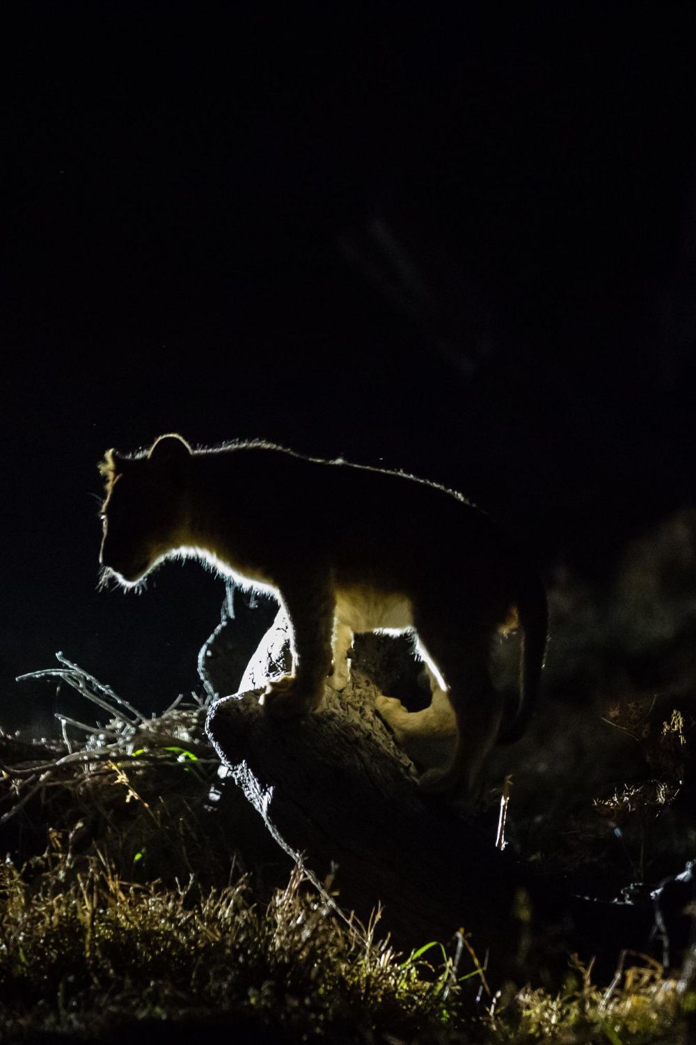 Safari nocturno para observar depredadores en Kruger