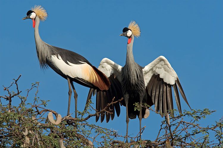 Ave silvestre en el Parque Nacional Hwange