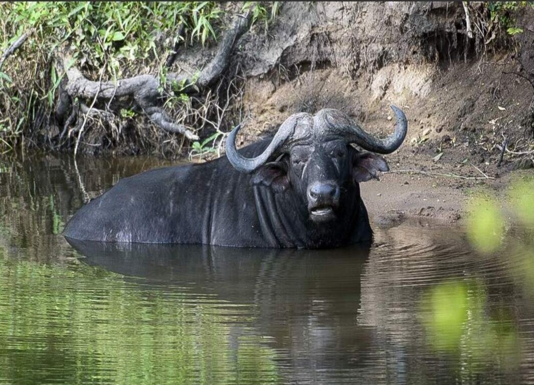 Sabana del sur del Parque Nacional Kruger
