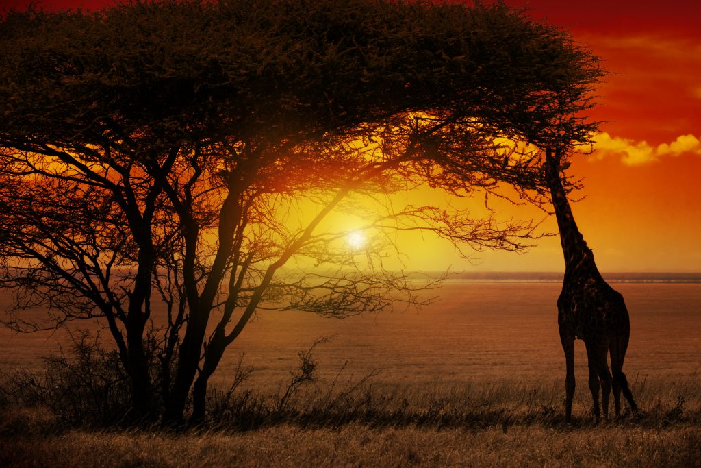 Atardecer en el Parque Nacional Kruger