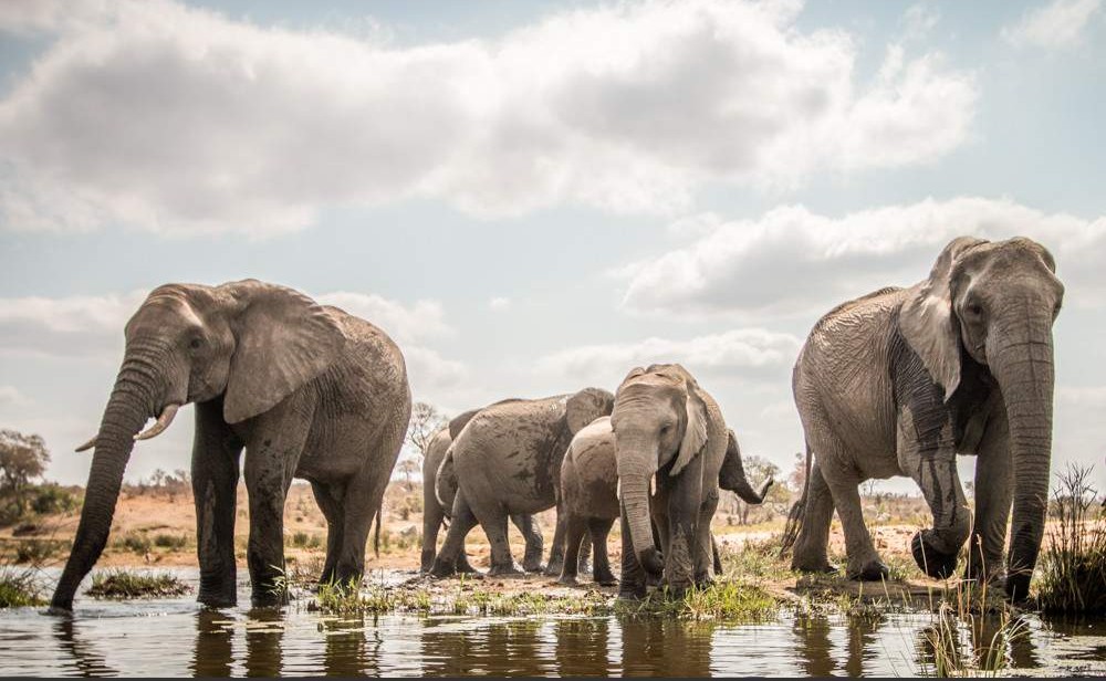 Fauna del Parque Nacional Kruger