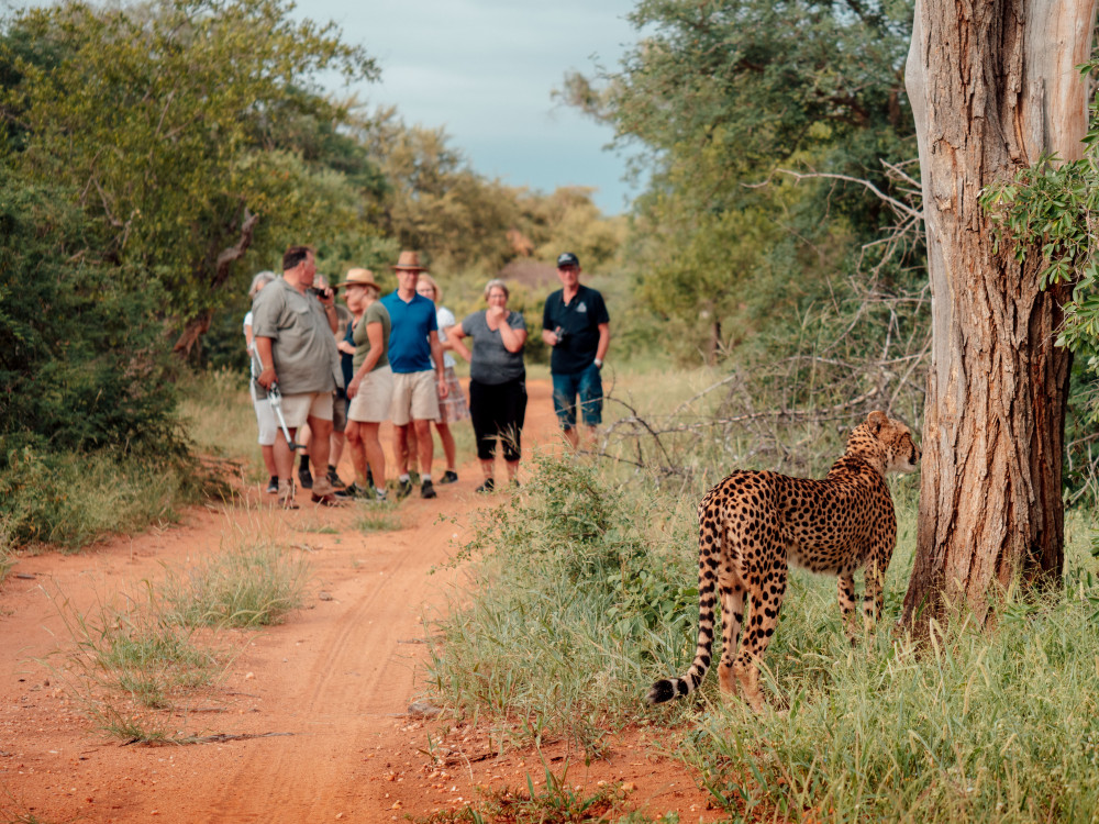 Safaris en grupo