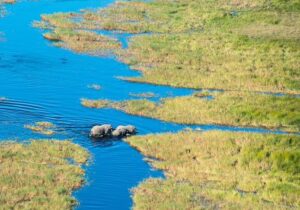 okavango