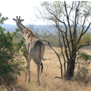 Girraffe on a game drive