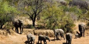 Kruger National Park Safari