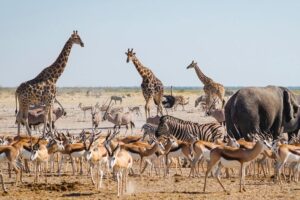 Wildlife in Etosha National Park