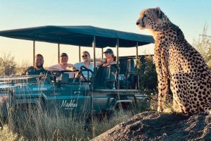 opciones de safaris económicas