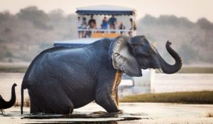 Chobe and Victoria Falls Safari
