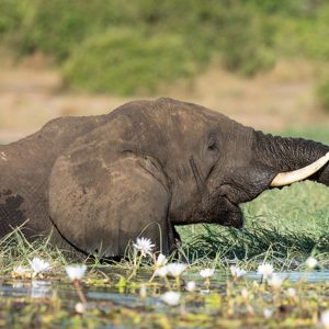 Safari en Chobe 