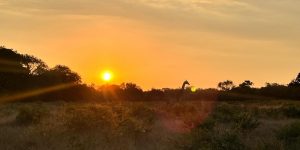 Safari al amencer en Kruger
