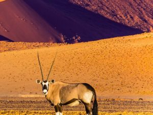 Fauna de desierto de Namib