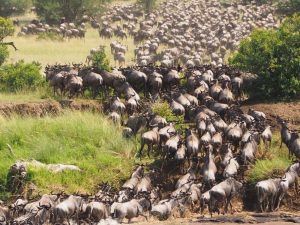 Serengeti
gran migración época tanzania