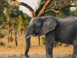 elefante en un Parque Nacional en Zimbabue