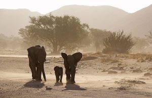 elefantes desierto Namibia