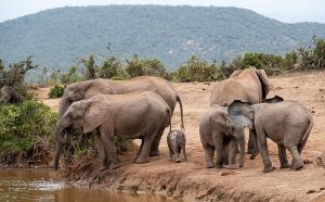 Safari Kruger Big Five