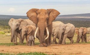 Safari Kruger camping Big Five