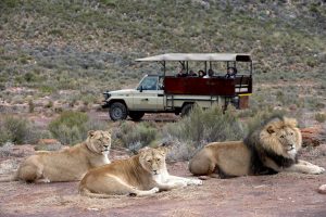 Safari Aquila Big Five comidas incluidas
