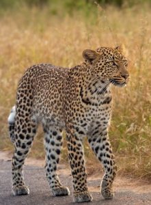Kruger Cataratas Victoria Ciudad del Cabo