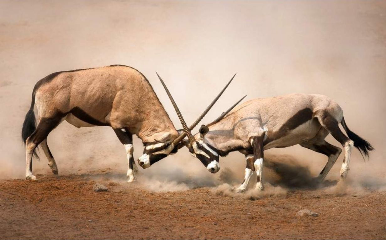 Parque Nacional Etosha