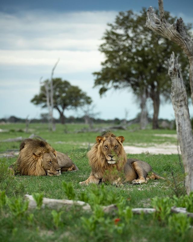 Parque Naciónal Kruger