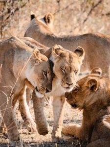 Safari privado África savuti Cosas que hacer Botsuana