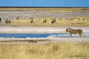 león macho durante un safari en el Parque Nacional Etosha