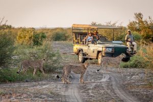 Safari en Sudáfrica