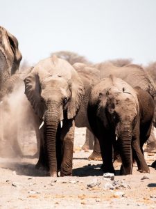 Elefantes en Parque Nacional Etosha