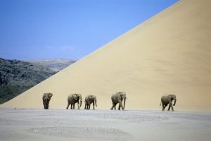 Elefantes del desierto durante un safari en Namibia.