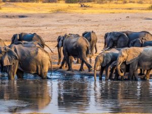 una manada de elefantes bebiendo agua en un lago en Parque Nacional Hwange en Zimbabue