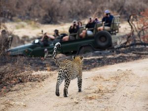 Leopardo en el Parque de Caza Sabi Sands en Zimbabue