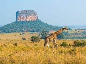 Jirafa en Parque Nacional Kruger 