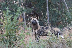 Painted dog 