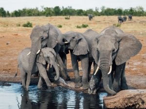 Elefantes en el Parque Nacional Hwange