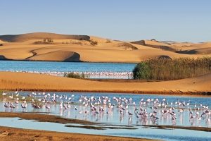  Walvis Bay