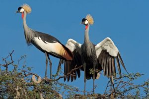 Ave silvestre en el Parque Nacional Hwange