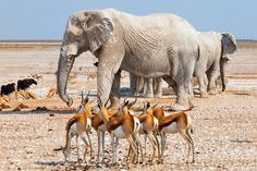 Elefantes en Parque Nacional Etosha